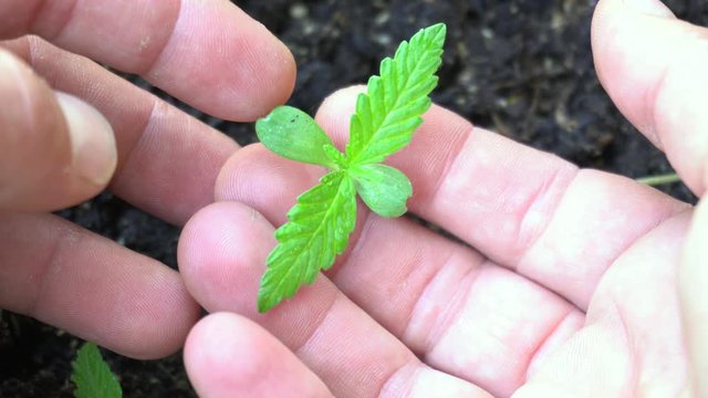 weed marjuana plant growing close up - little plant in a house balcony outdoor  and hand of man