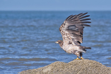 Bald Eagle Juvenile