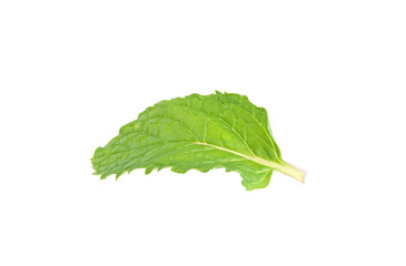 Close-up of Mint leaves isolated on white background.