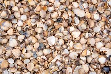 Small shells background in Skane, Sweden. Selective focus