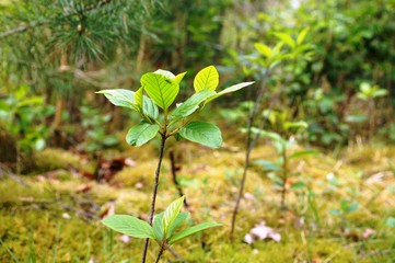 Neuer Baum entsteht