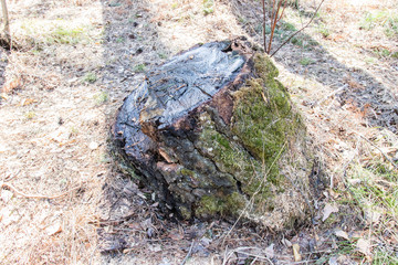 Stump after deforestation in spring forest