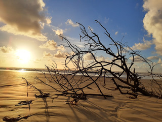 Tree on the beach