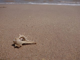 A shell on the sands