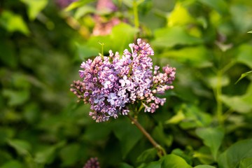 Fototapeta na wymiar lilac bush almost bloomed in spring