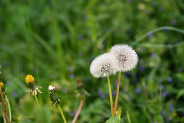 Fluffy dandelions with umbrellas in a forest glade