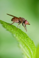 Mouche insecte macro sur une feuille