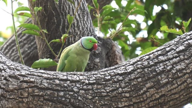 close up clip of a rose-ringed parakeet perched on a tree in agra, india