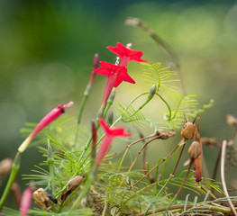 wild flower in the forest