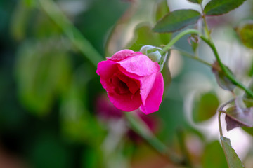 pink rose in the garden with bokeh