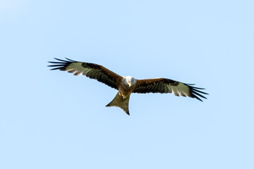 Red Kite Soaring Over the Sky
