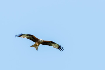 Red Kite Soaring Over the Sky