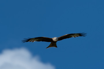 Fototapeta na wymiar Red Kite Soaring Over the Sky