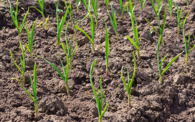 Winter garlic. Young garlic sprouts on the beds in the spring.