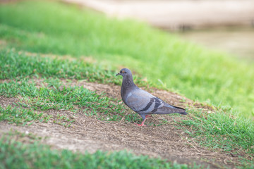 The background of pigeons foraging under large trees, with motion blur according to animal instincts.