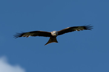 Red Kite Soaring Over the Sky