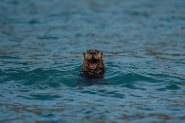 Fototapeta premium Curious Sea Otter