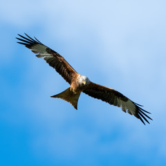 Red Kite Soaring Over the Sky