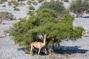 Camel feeding from acatia tree in Wadi Mistal, Oman