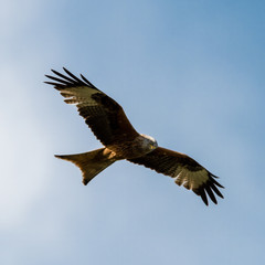 Red Kite Soaring Over the Sky