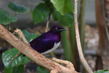 Purple Bird on tree branch