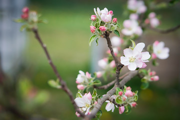 Beautiful detail colorful macro close up of the random spring flowers in nature. They begin to bloom.