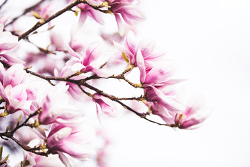 Magnolia tree blossom white and pink colored. on white isolated background.