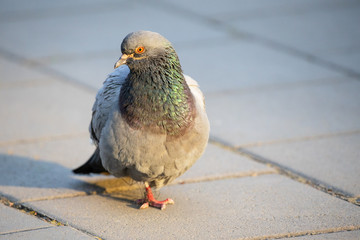 Pigeons walk around on the floor, Gray pigeon on the concrete floor