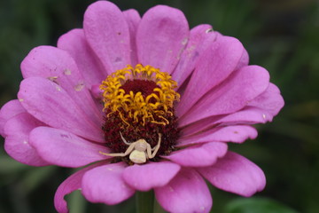 White spider in purple flower