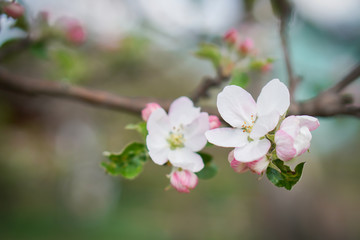 Beautiful detail colorful macro close up of the random spring flowers in nature. They begin to bloom.