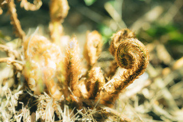 Ferns in the forest. Beautiful ferns leaves green toned foliage. Close up of ferns in the forest. Natural floral fern background in sunlight.