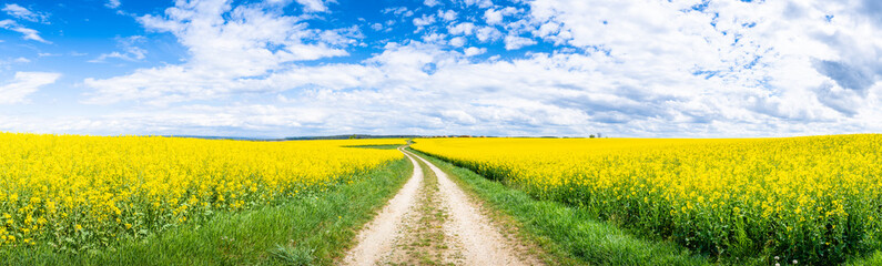 Raps Feld in Bayern / Deutschland -Rape Field in Bavaria / Germany 