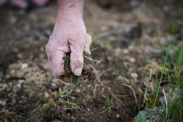 Detail close-up of the old woman hand  picking clay from the ground. Topic of the prepare garden at for the summer and hope to have a rich harvest.