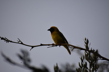 Yellow Finch on branch