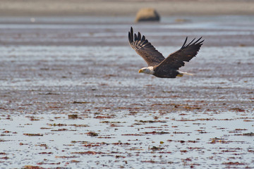Bald Eagle Alaskan Beach