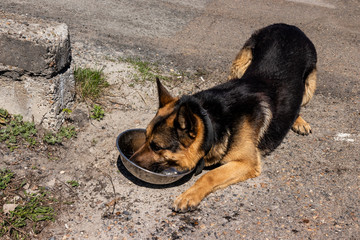 
police dog. German shepherd training