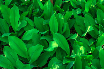 Lily of the valley leaves on a sunny day