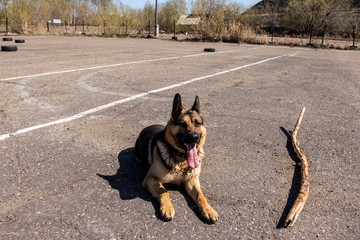 
police dog. German shepherd training