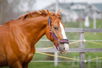 portrait of young chestnut budyonny gelding horse  with white line on face in halter near fence in...