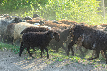 Sheep in a herd walk outdoors
