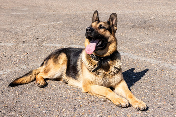 
police dog. German shepherd training