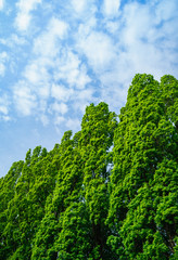 Obraz premium Hohe grüne Bäume mit blauem Himmel und Wolken, Hintergrundbild