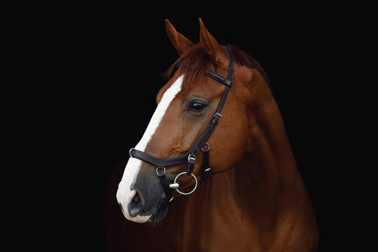 portrait of stunning dressage chestnut budyonny gelding horse in bridle isolated on black background