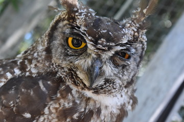 Brown owl close up, yellow eyes