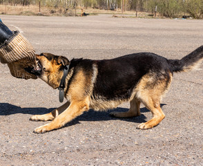 
police dog. German shepherd training