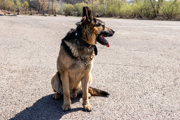 
police dog. German shepherd training