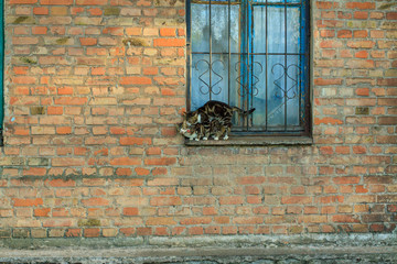 Cats on a window of a brick house in spring