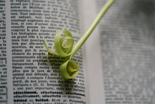 tige de fleur pos&eacute;e sur un livre