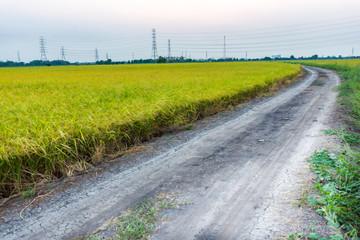 Fototapeta na wymiar Soil road in the middle of a rice field that is ready to harvest.
