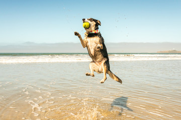 Dog catching a ball mid-air on the beach